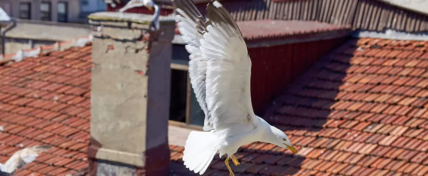Residential Chimney Animal Removal Solution in Buckeye, AZ