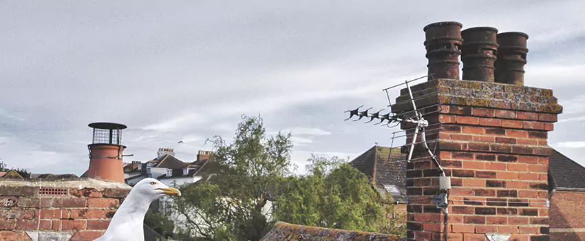 Chimney Cleaning And Restoration in Buckeye, Arizona